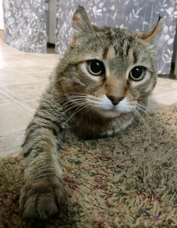 /Images/uploads/Cuddles Cat Cafe/uvac/entries/18145thumb.jpg